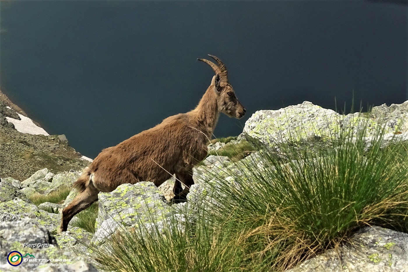 48 Uno stambecco si abbassa verso il Lago Moro.JPG